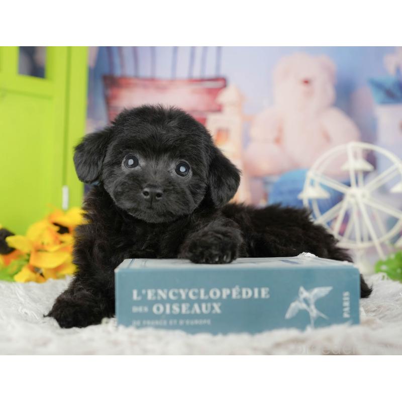 成約済の千葉県のトイプードル-441427の1枚目