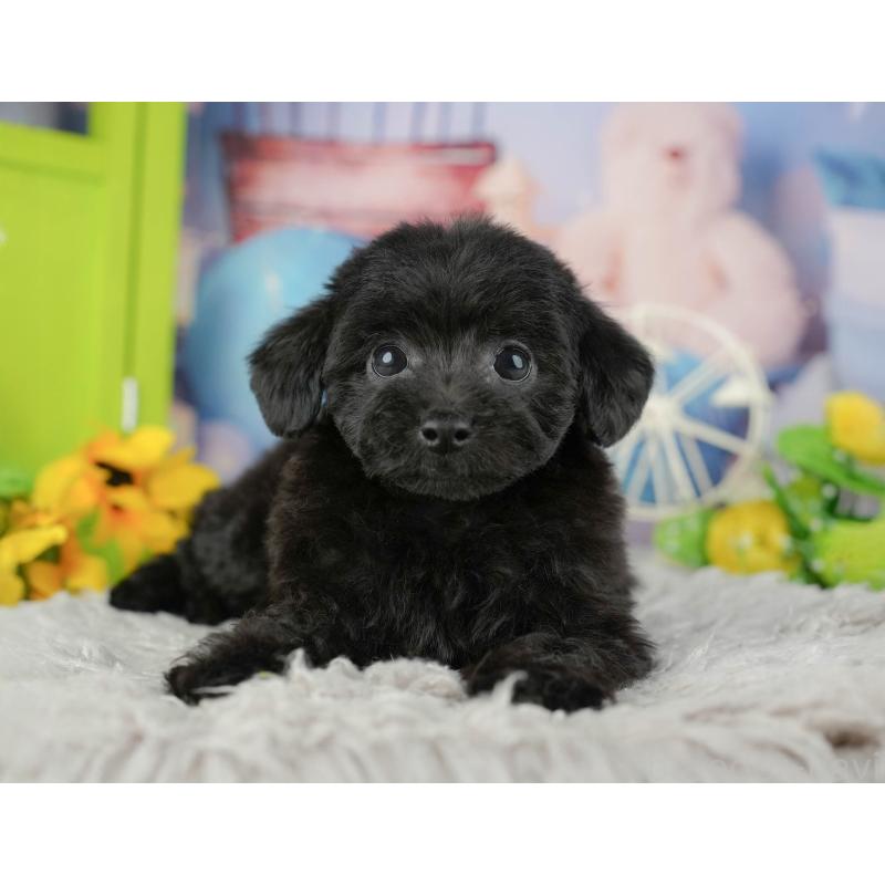 成約済の千葉県のトイプードル-441427の3枚目