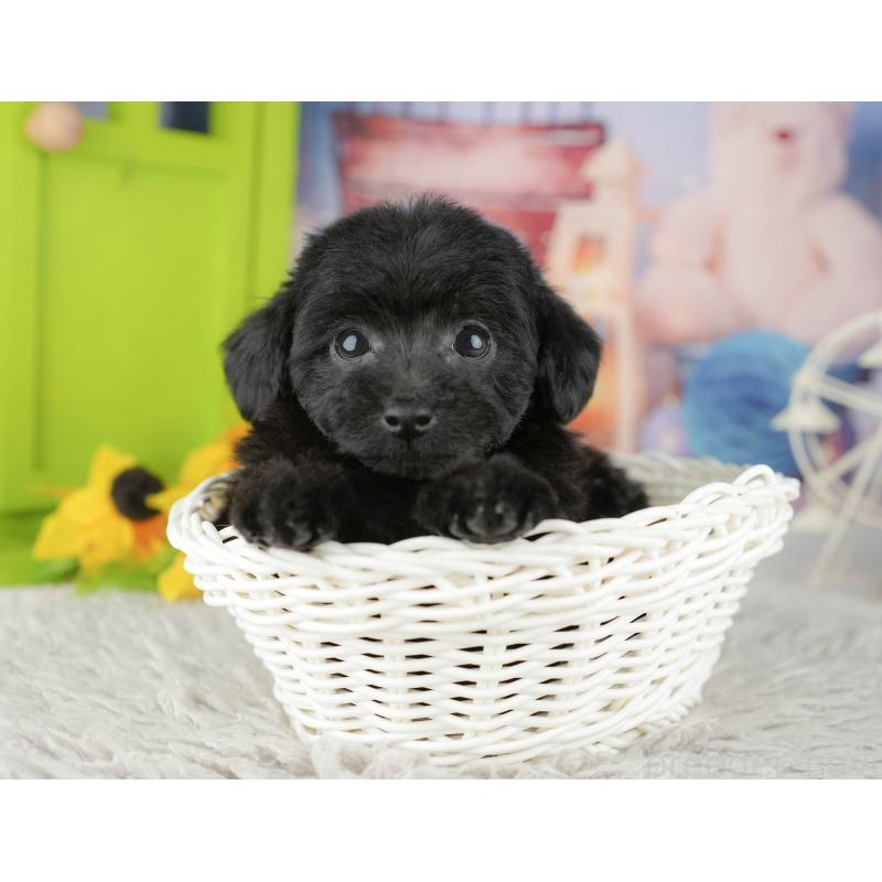 成約済の千葉県のトイプードル-441427の2枚目