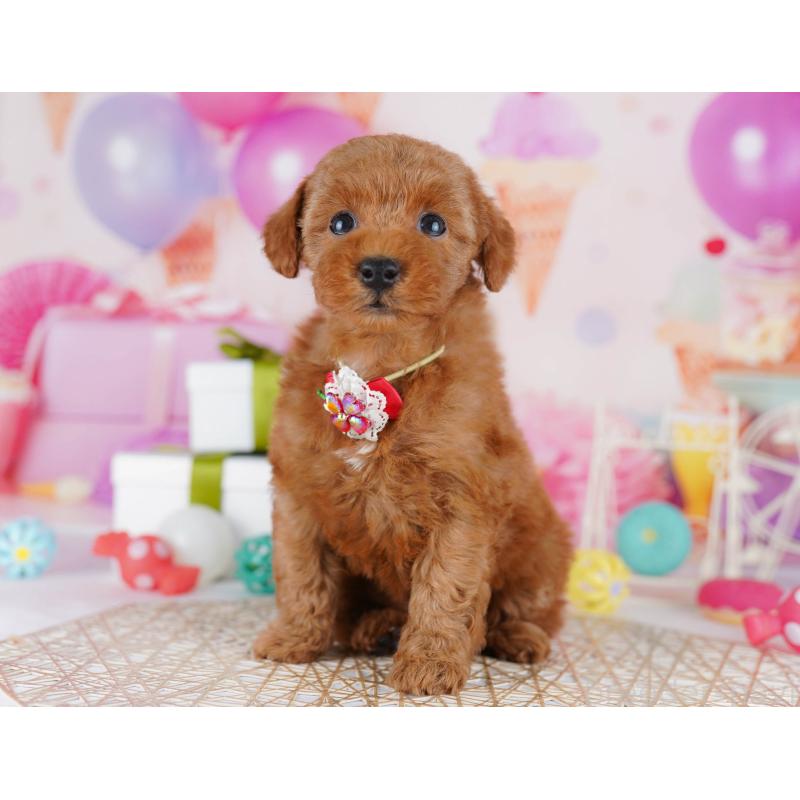 販売中の東京都のトイプードル-441429の6枚目