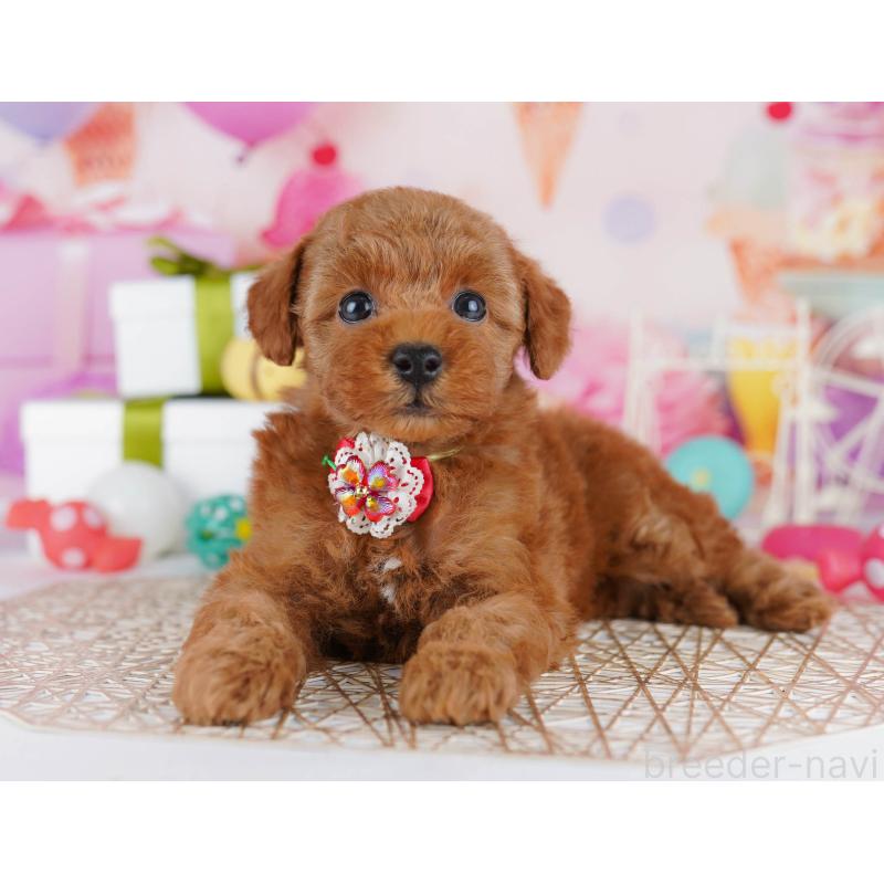 販売中の東京都のトイプードル-441429の5枚目