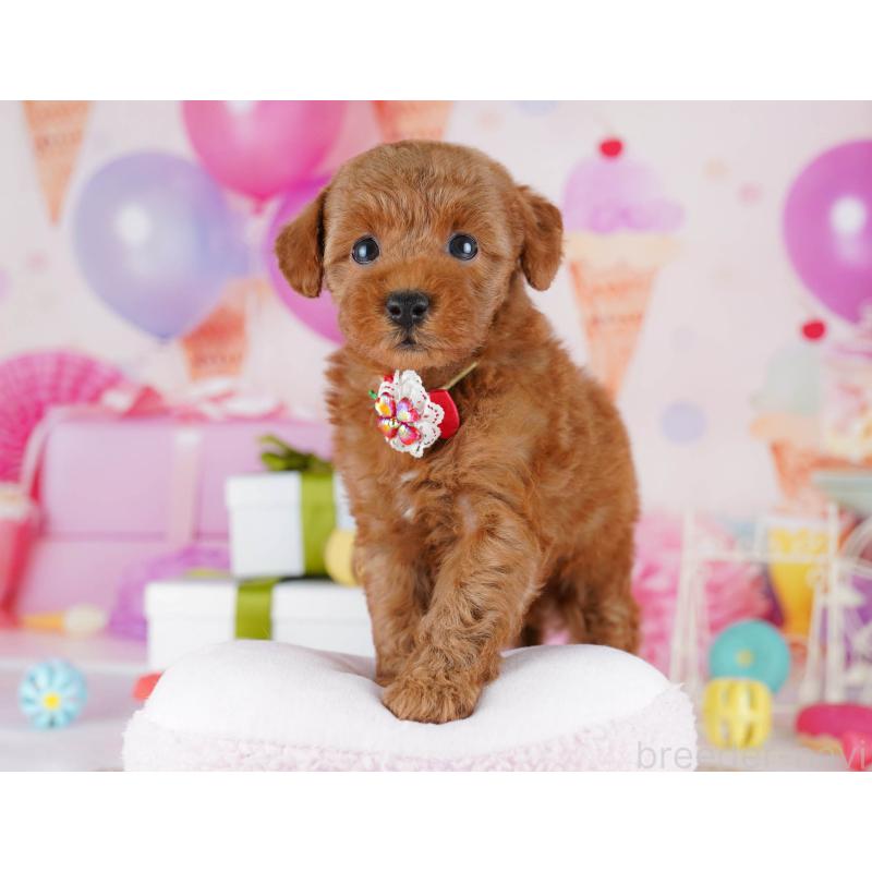 販売中の東京都のトイプードル-441429の4枚目