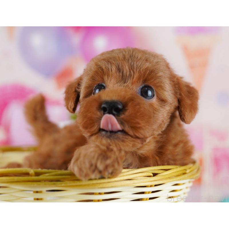 販売中の東京都のトイプードル-441429の3枚目