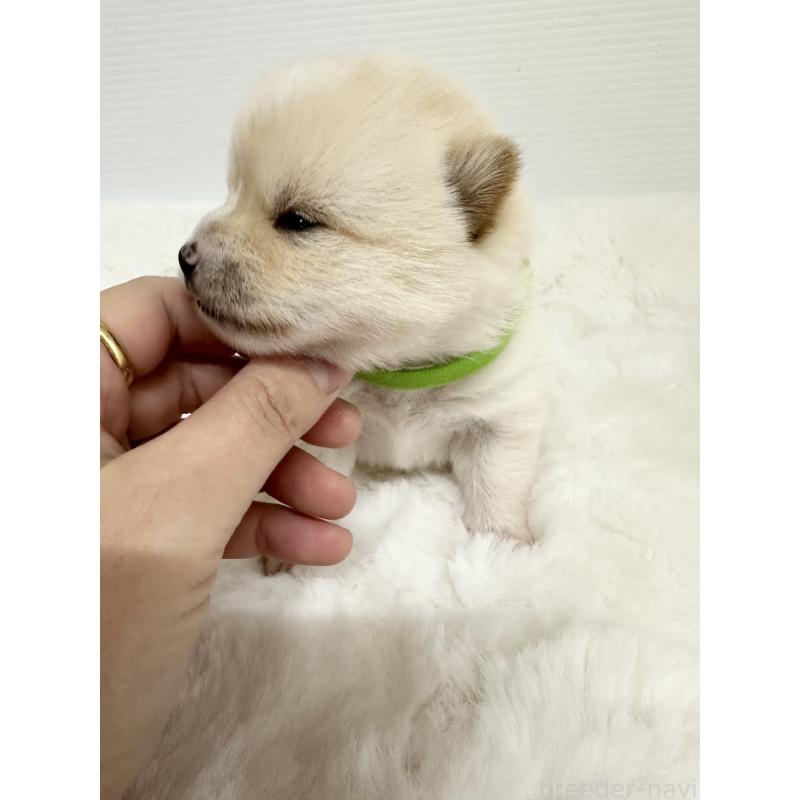 商談中の福岡県のミックス犬-439265の14枚目