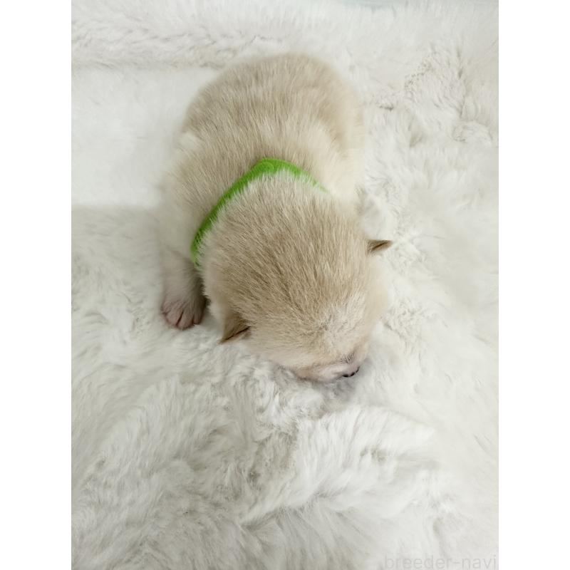 商談中の福岡県のミックス犬-439265の13枚目