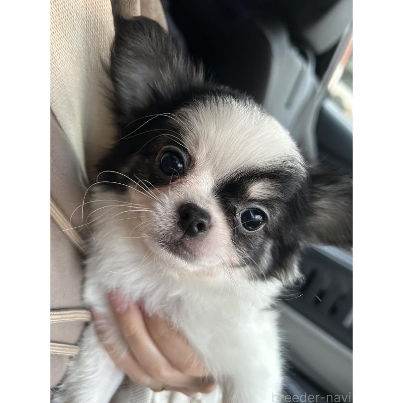 販売中の愛媛県のチワワ(ロングコート)-441431の5枚目