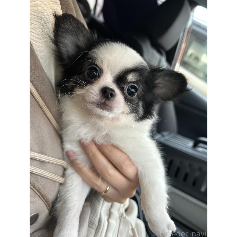 販売中の愛媛県のチワワ(ロングコート)-441431の4枚目