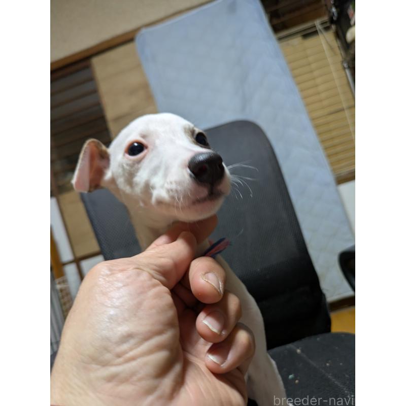 販売中の岐阜県のウィペット-441430の10枚目