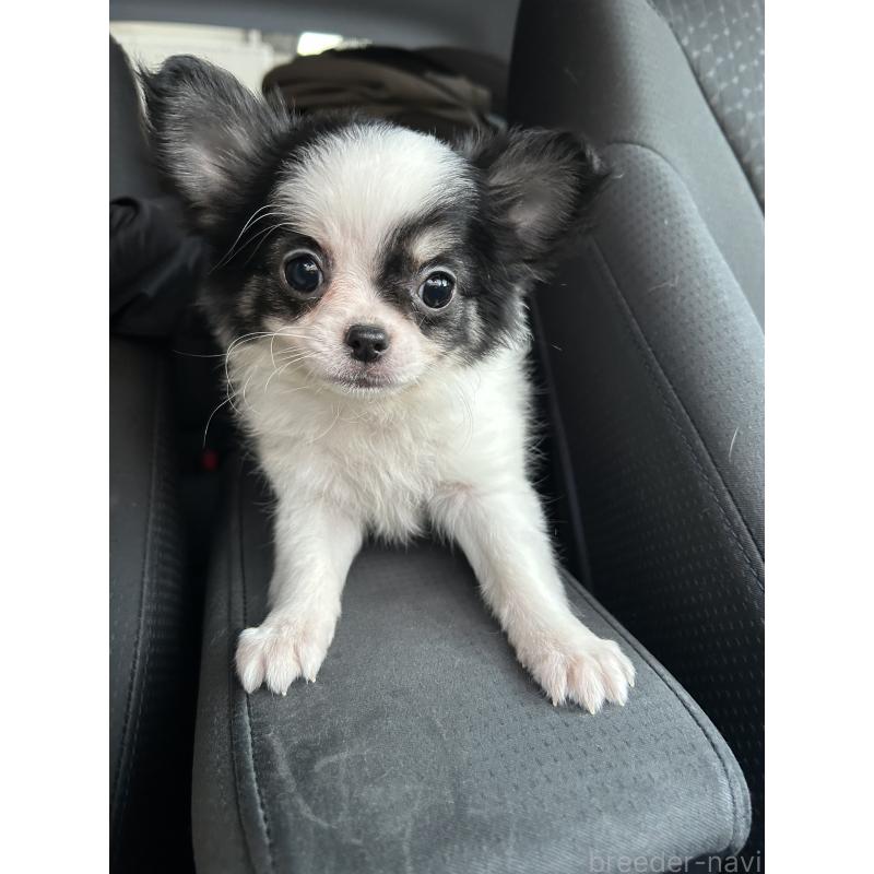 販売中の愛媛県のチワワ(ロングコート)-441431の3枚目