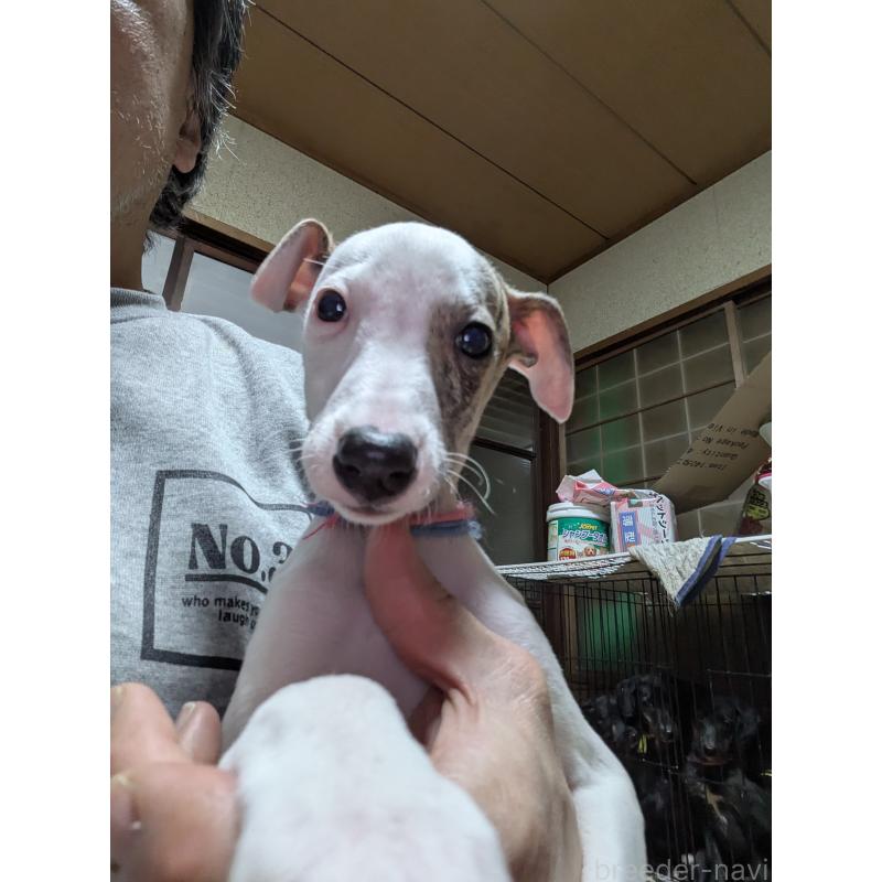 販売中の岐阜県のウィペット-441430の8枚目