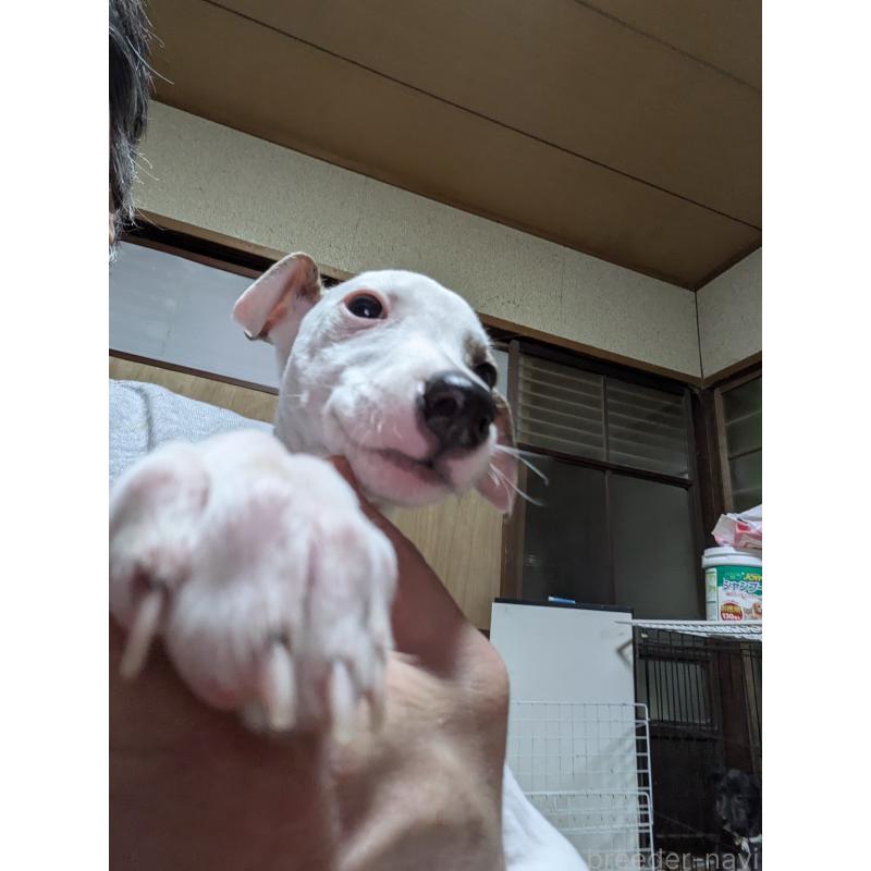 販売中の岐阜県のウィペット-441430の7枚目