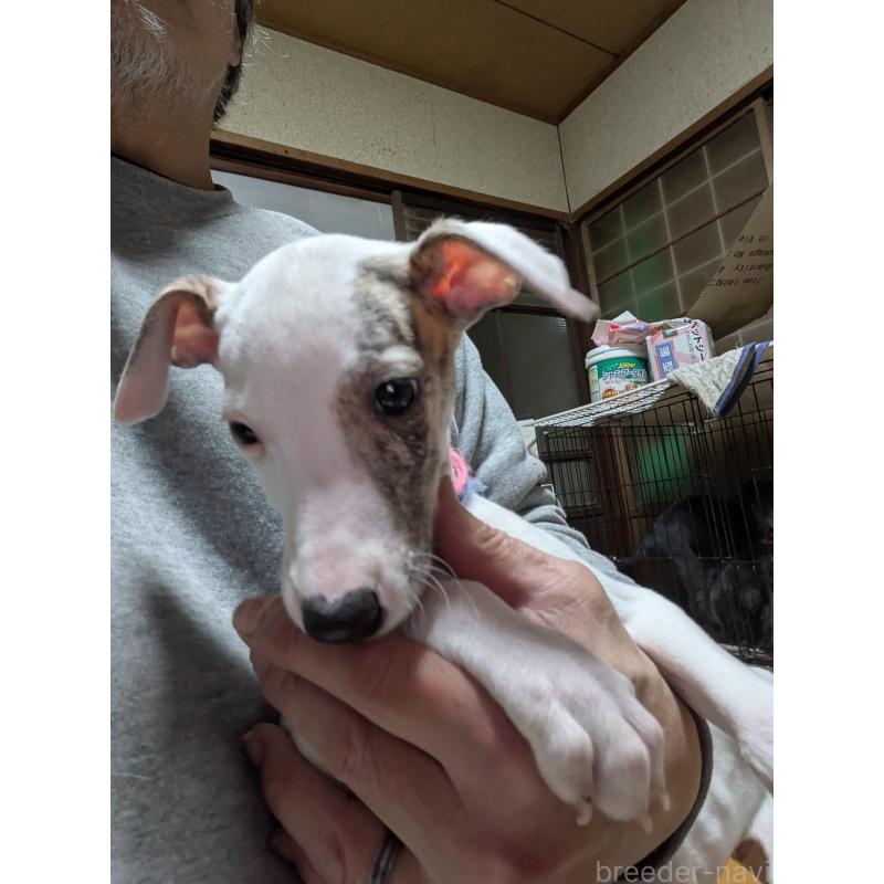 販売中の岐阜県のウィペット-441430の6枚目