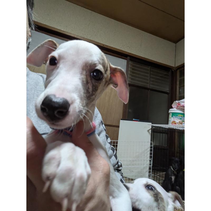 販売中の岐阜県のウィペット-441430の5枚目