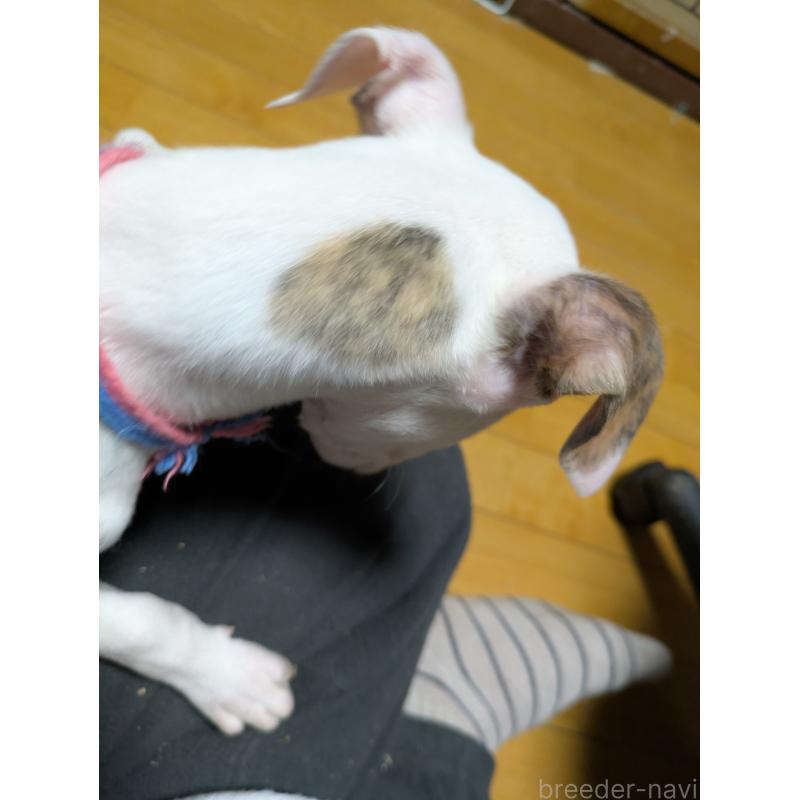 販売中の岐阜県のウィペット-441430の4枚目