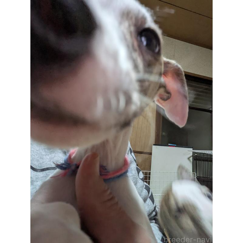 販売中の岐阜県のウィペット-441430の3枚目