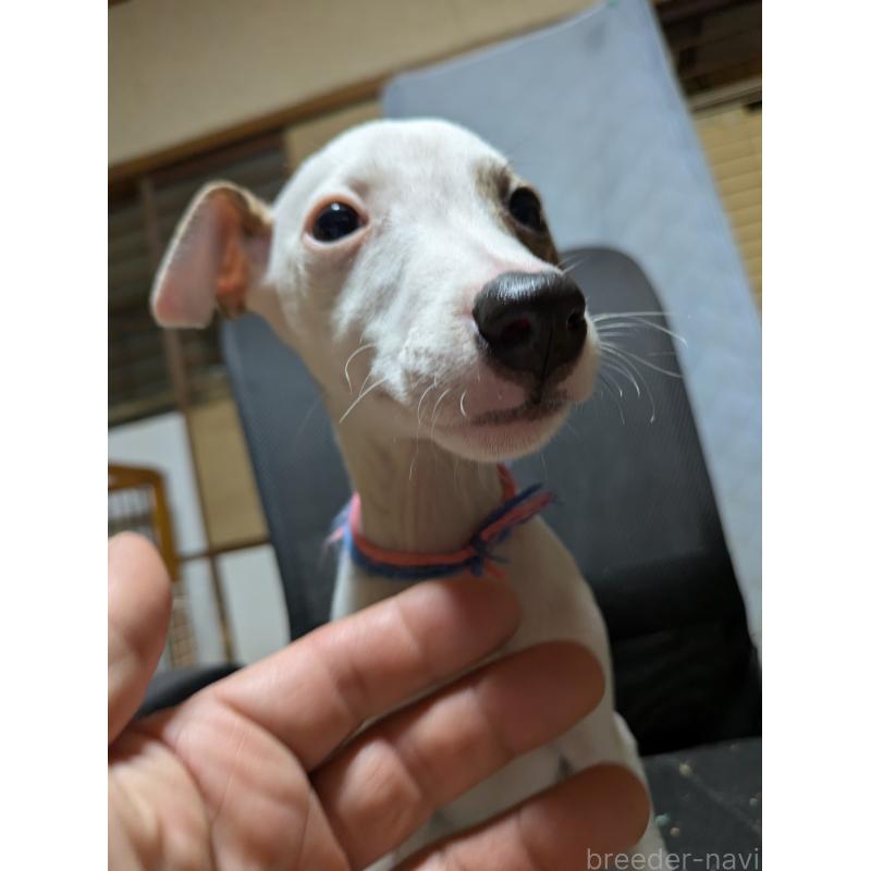 販売中の岐阜県のウィペット-441430の2枚目