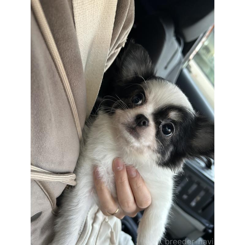 販売中の愛媛県のチワワ(ロングコート)-441431の2枚目