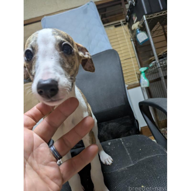 販売中の岐阜県のウィペット-441433の8枚目