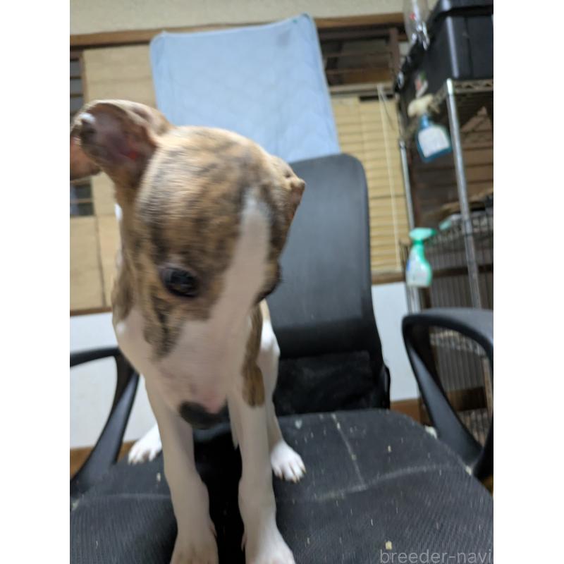 販売中の岐阜県のウィペット-441433の7枚目