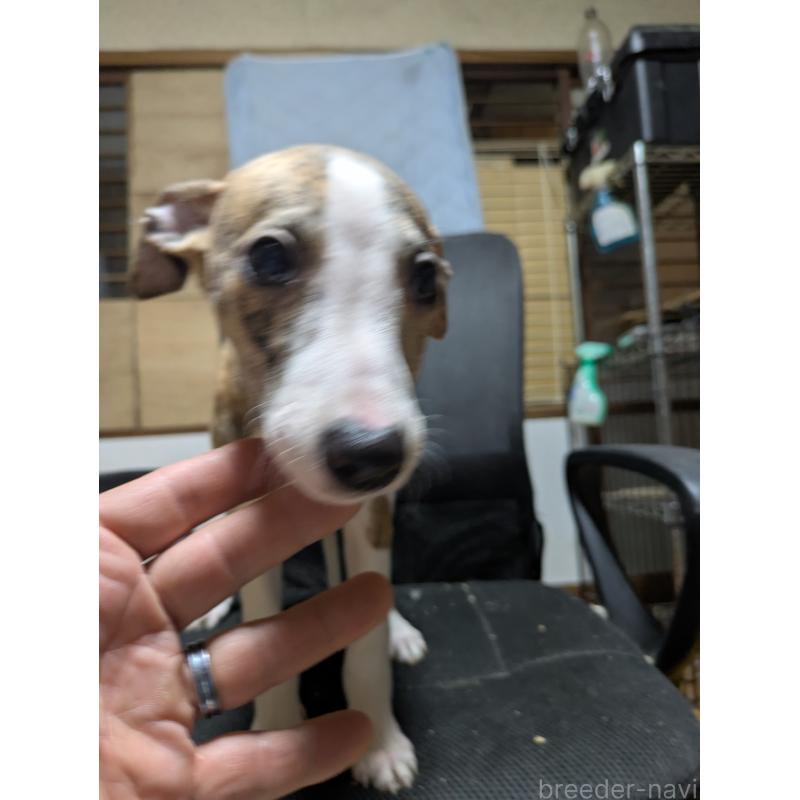 販売中の岐阜県のウィペット-441433の6枚目