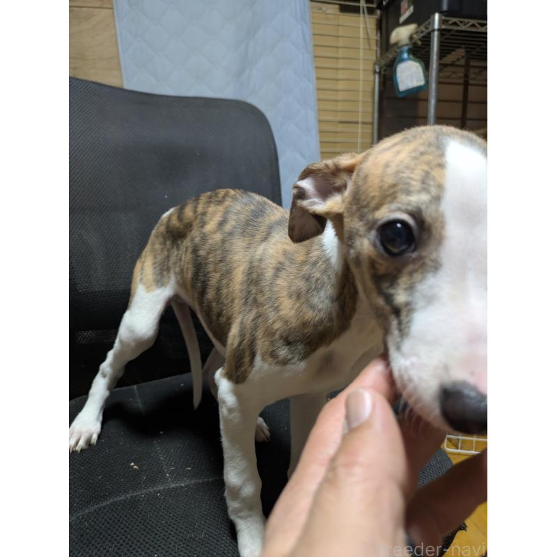 販売中の岐阜県のウィペット-441433の4枚目