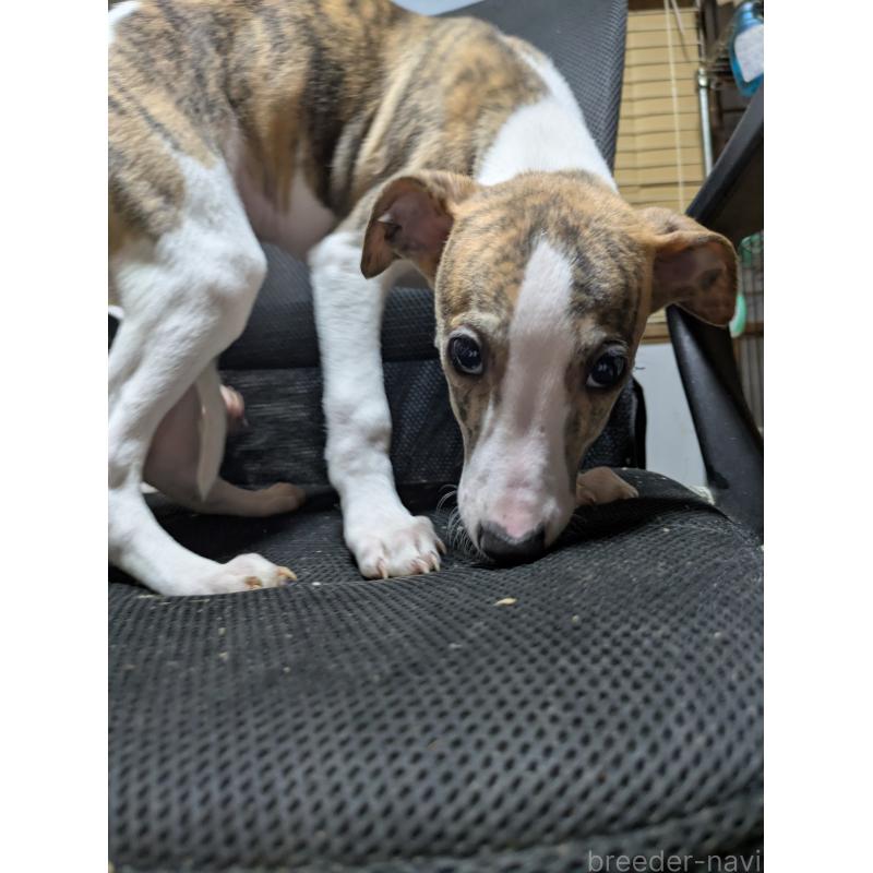 販売中の岐阜県のウィペット-441433の2枚目