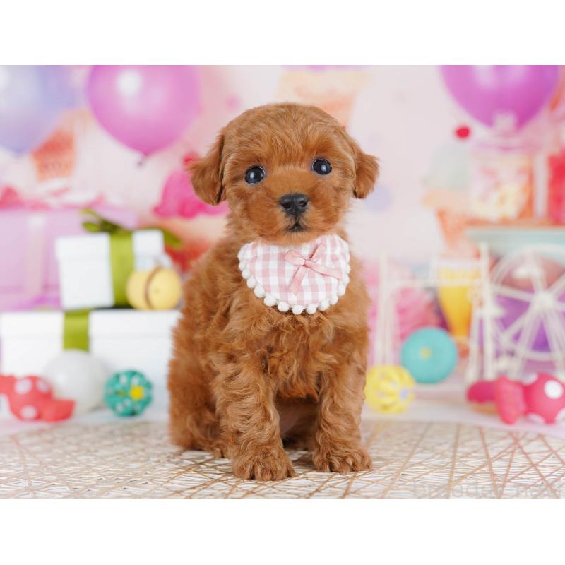 販売中の東京都のトイプードル-441432