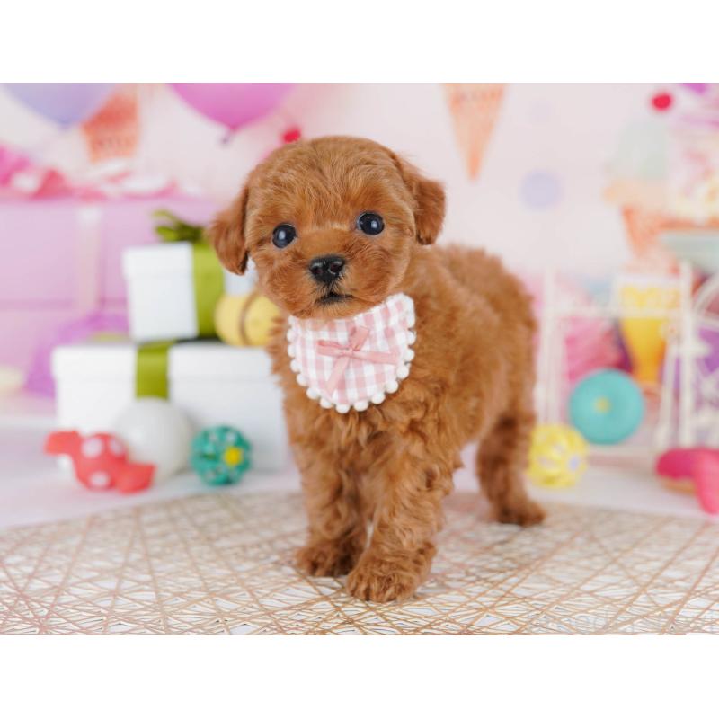 販売中の東京都のトイプードル-441432の6枚目