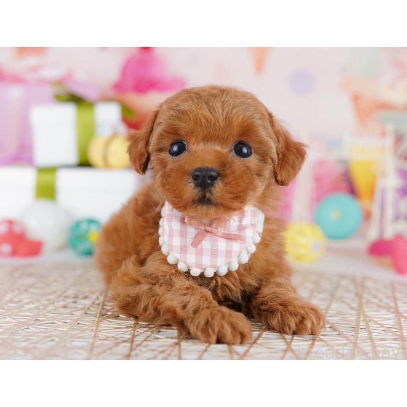 販売中の東京都のトイプードル-441432の5枚目