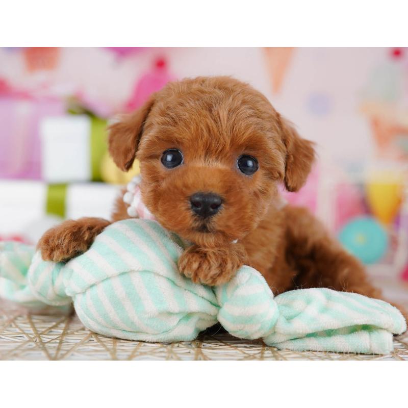 販売中の東京都のトイプードル-441432の4枚目