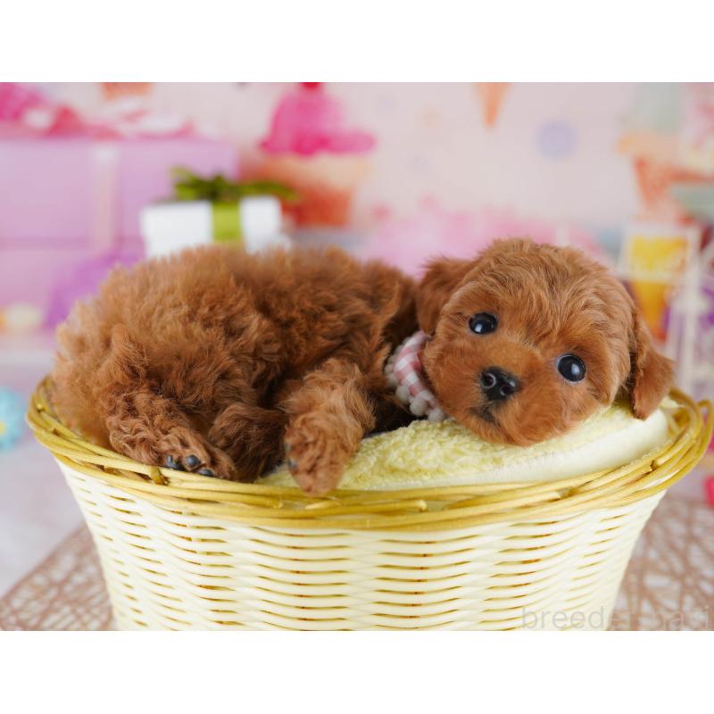 販売中の東京都のトイプードル-441432の3枚目