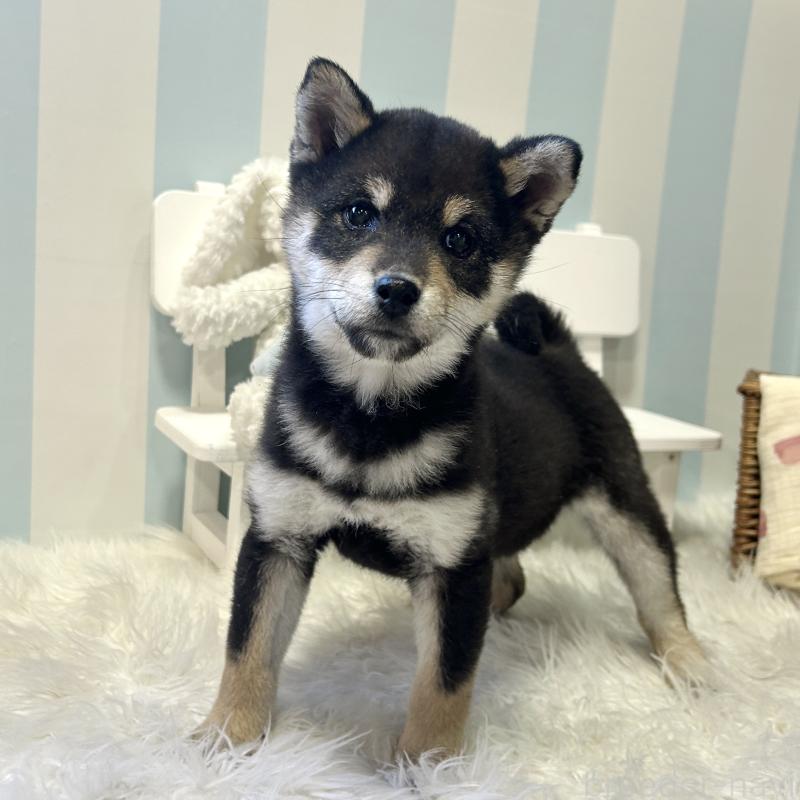 商談中の栃木県の柴犬-435876の9枚目