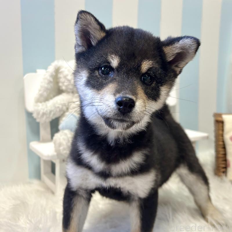 商談中の栃木県の柴犬-435876の8枚目