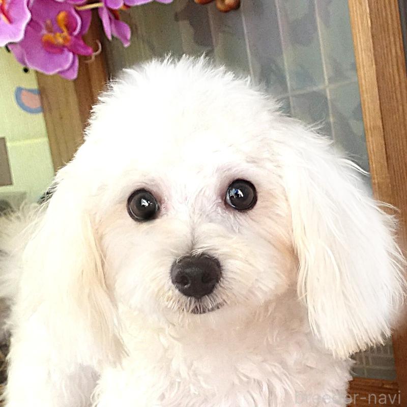 販売中の熊本県のマルプー:マルチーズ×トイプードル-441434の1枚目