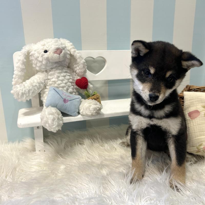 商談中の栃木県の柴犬-435876の7枚目