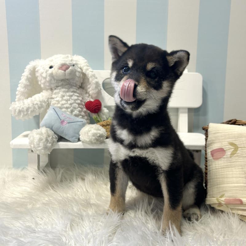 商談中の栃木県の柴犬-435876の6枚目