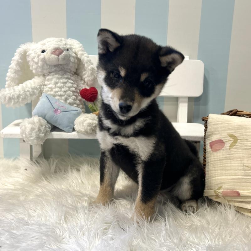 商談中の栃木県の柴犬-435876の5枚目