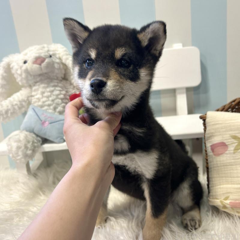 商談中の栃木県の柴犬-435876の4枚目