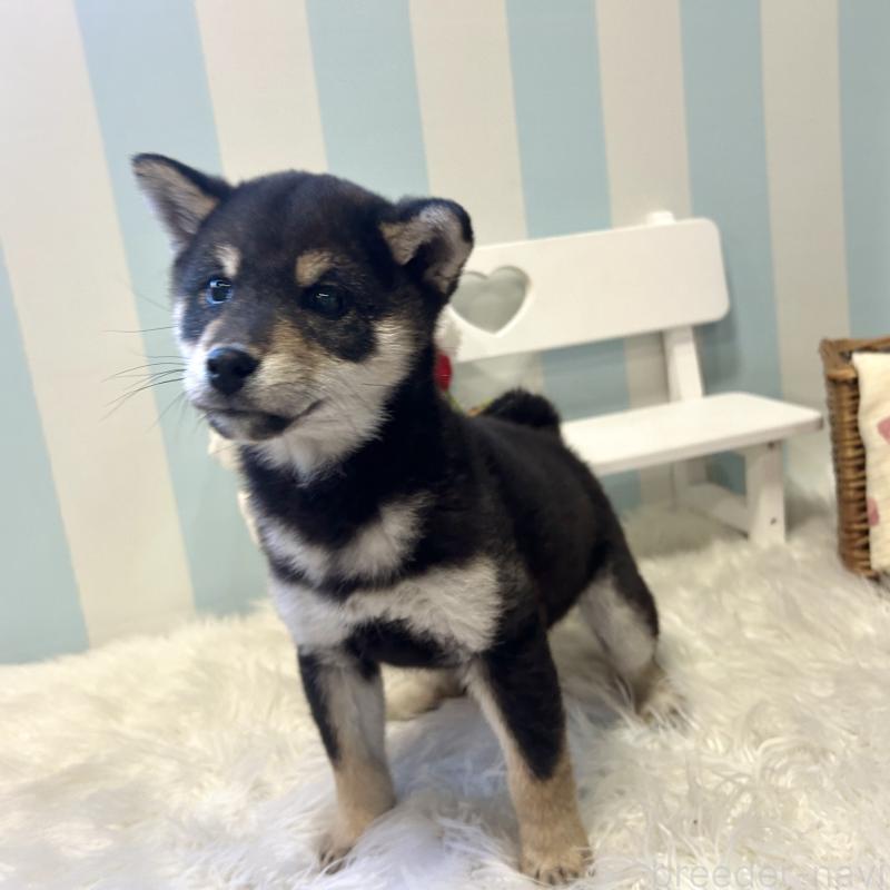 商談中の栃木県の柴犬-435876の3枚目