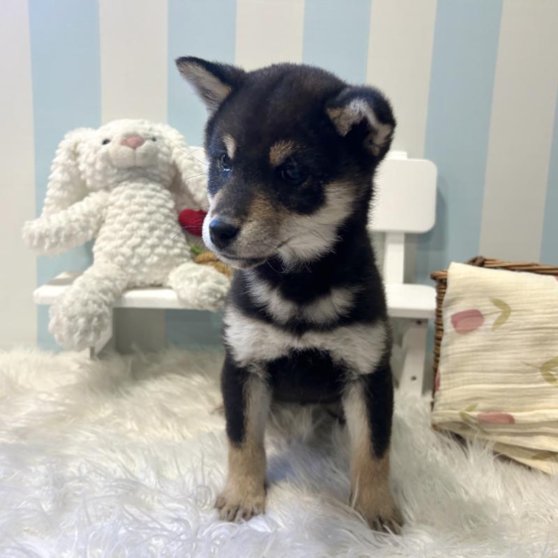 商談中の栃木県の柴犬-435876の2枚目