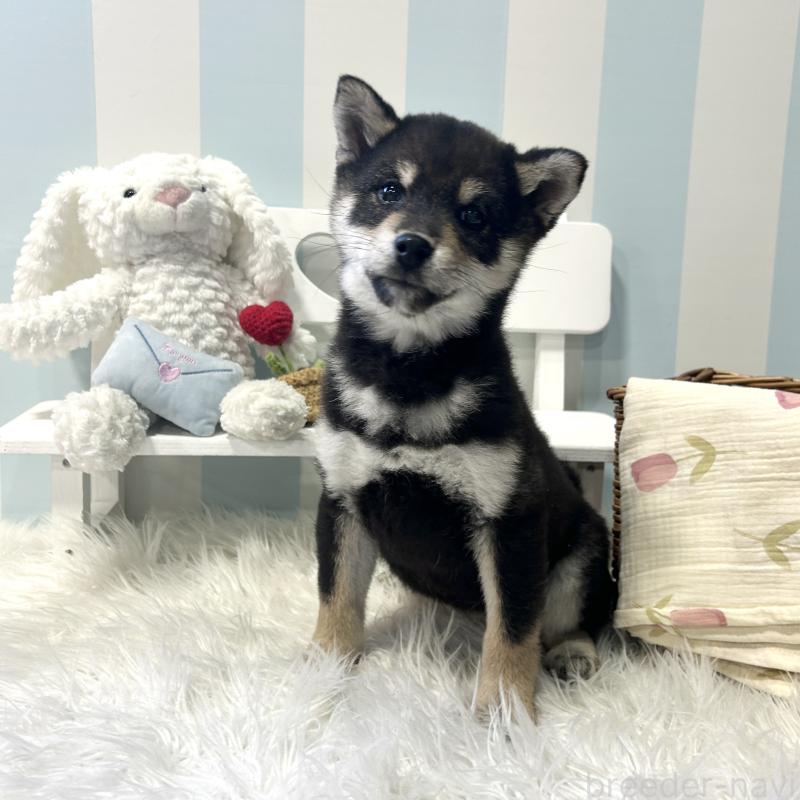 販売中の栃木県の柴犬-435876