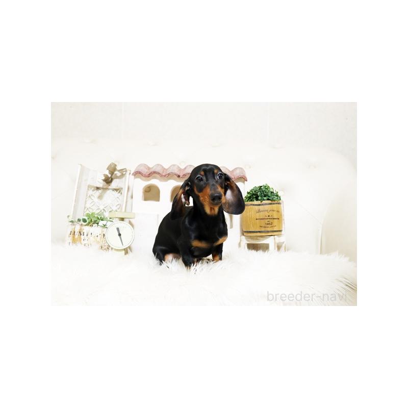 販売中の佐賀県のミニチュアダックスフンド(スムースヘアード)-424077の5枚目