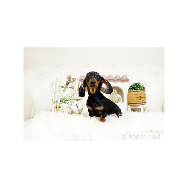 販売中の佐賀県のミニチュアダックスフンド(スムースヘアード)-424077の2枚目
