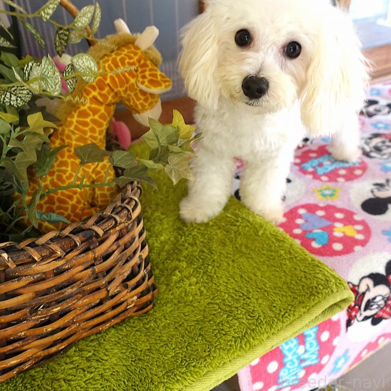 販売中の熊本県のマルプー:マルチーズ×トイプードル-441434の6枚目