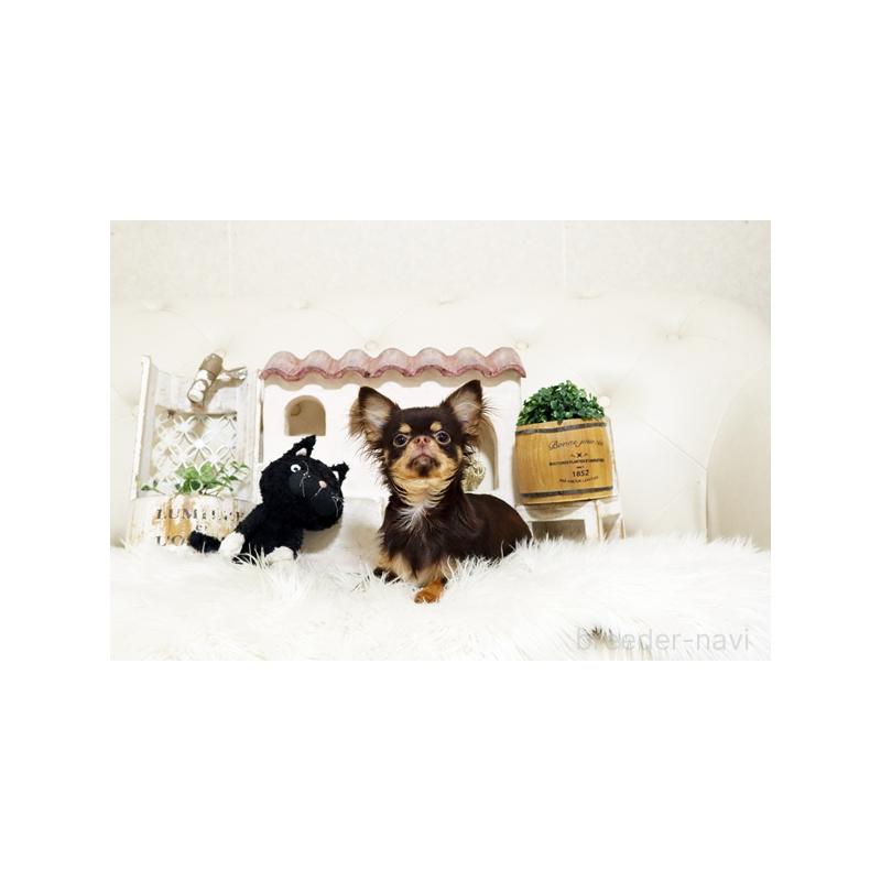 成約済の佐賀県のチワワ(ロングコート)-417924の5枚目