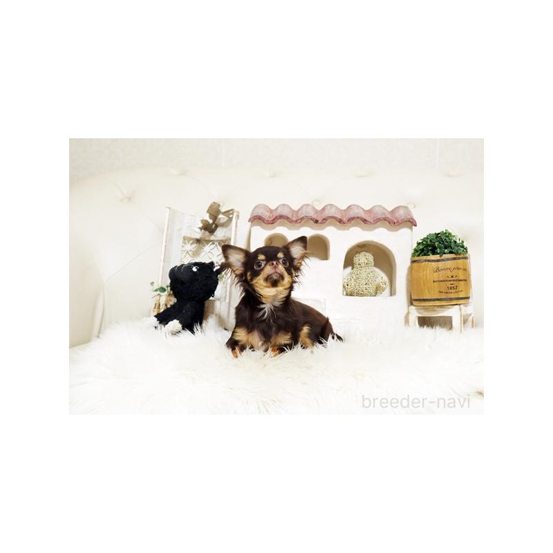 成約済の佐賀県のチワワ(ロングコート)-417924の3枚目