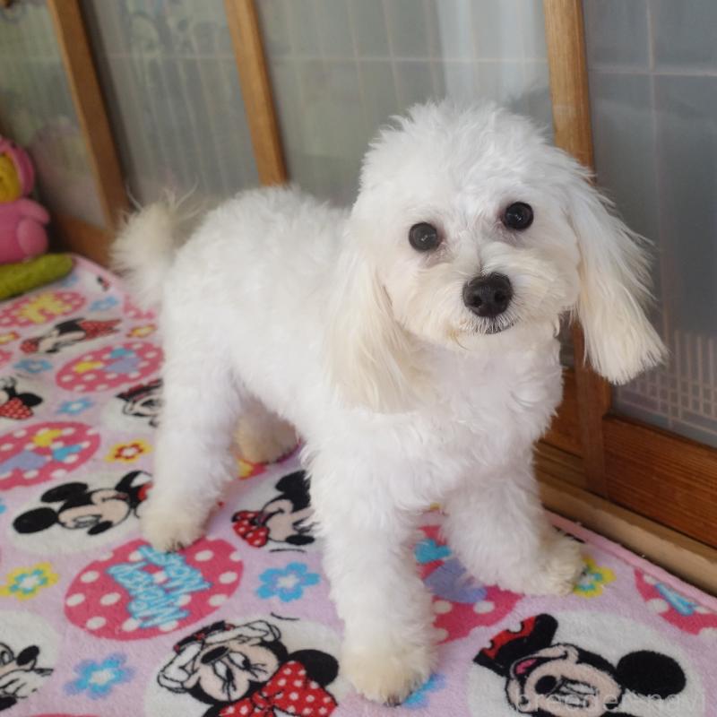 販売中の熊本県のマルプー:マルチーズ×トイプードル-441434の4枚目