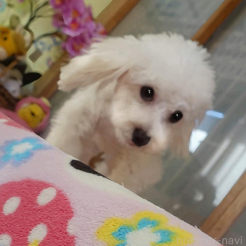 販売中の熊本県のマルプー:マルチーズ×トイプードル-441434の3枚目