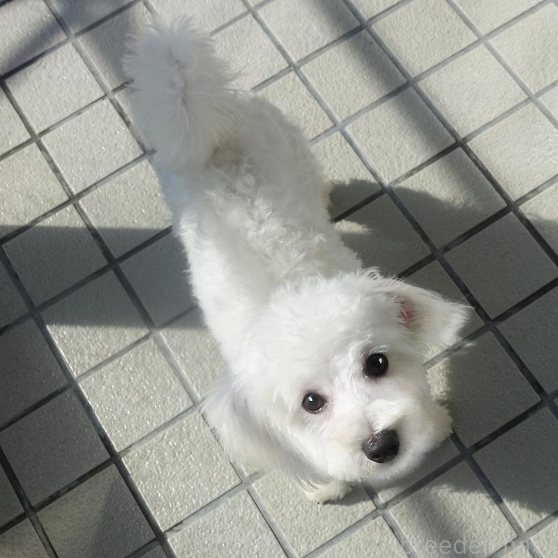 販売中の熊本県のマルプー:マルチーズ×トイプードル-441434の2枚目