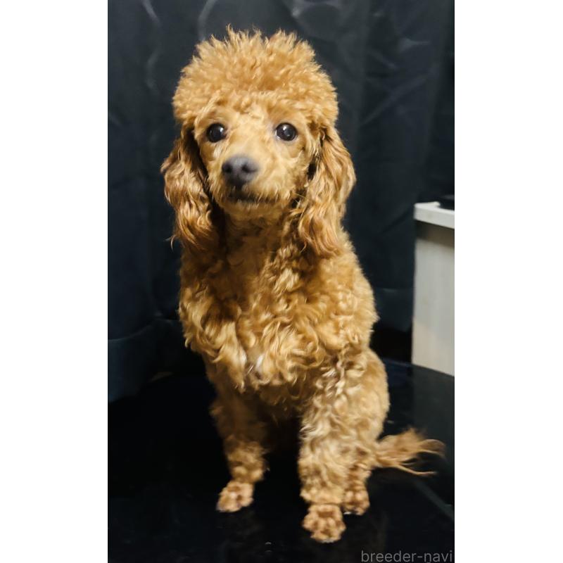 販売中の神奈川県のトイプードル-390477